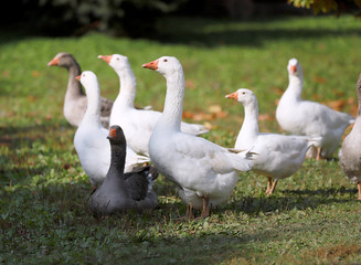 Goose and ducks live peacefully in the poultry farm rural scene