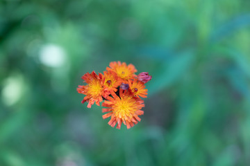 orange flower