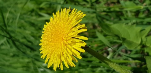 Dandelion