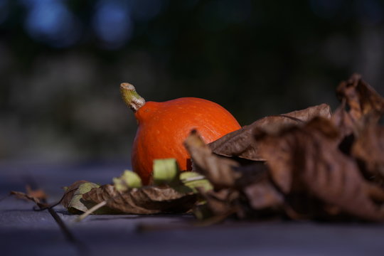 K&uuml;rbis & Herbstlaub f&auml;llt - Bildserie p9