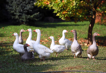 Goose and ducks live peacefully in the poultry farm rural scene