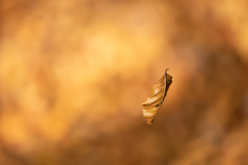 Goldener Oktober
