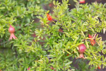 pomegranate tree with fruits