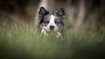 Border Collie