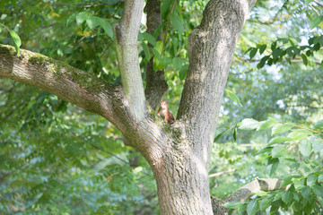 squirrel on the tree