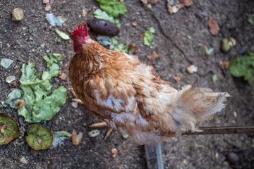 Huhn