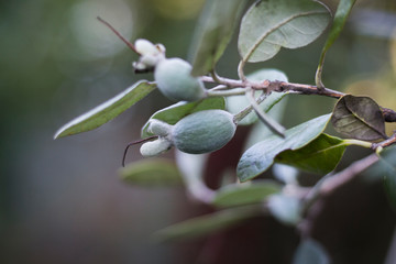 A feijoa fruit on a branch