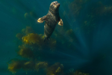 Harbor seal off the coast of Anacapa Island, Channel Islands National Park.