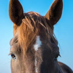 Huge eyes of a beautiful bay horse.