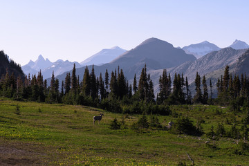 Bighorn sheep graze in Glacier National Park, Montana