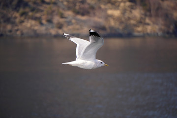 Flying seagull in the sky