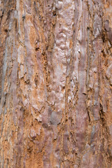 bark of tree