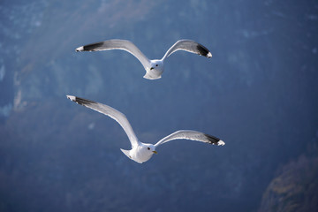 Flying seagull in the sky