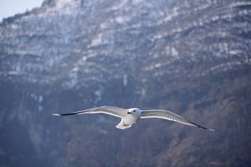 Flying seagull in the sky