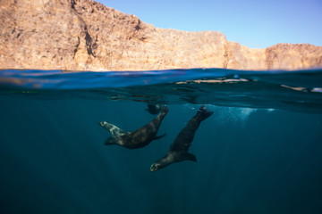 Sea lions off the coast of Anacapa Island, Channel Islands National Park.