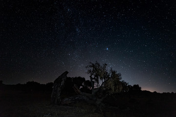 Night landscape with fallen tree.