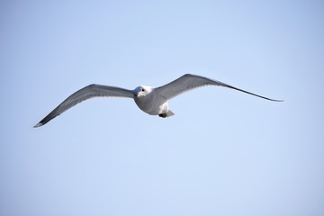 Flying seagull in the sky