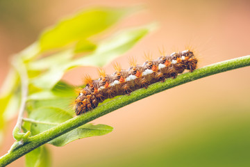 Big colorful caterpillar on green stem of plant with several leafs in background