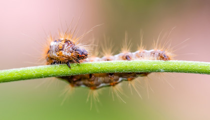Big colorful caterpillar on green stem of plant with several leafs in background
