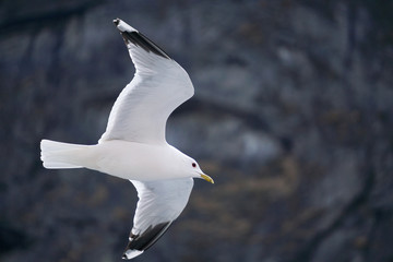 Flying seagull in the sky