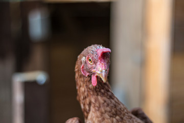 Kopf von Hybrid Huhn Nahaufnahme