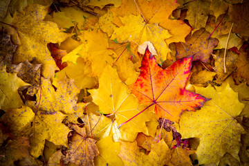 Naklejka na ściany i meble yellowed autumn leaves