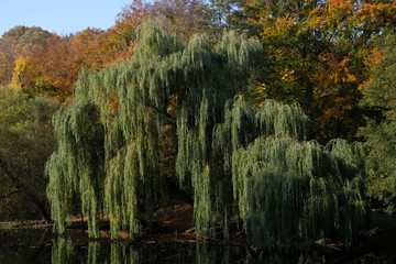 Jesień w parku - drzewa nad stawem © Iwona