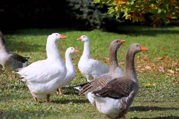 Obraz premium Goose and ducks live peacefully in the poultry farm rural scene