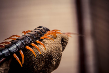 centipede