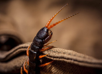centipede
