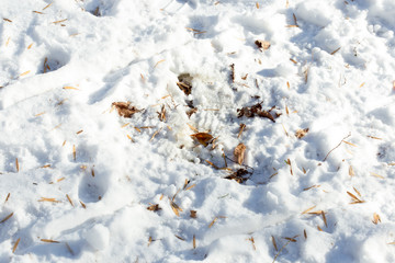 Fallen leaf on the snow covered ground