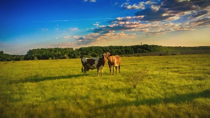 Cows pasture © Алексей Шуляков