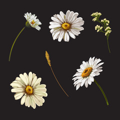 Set with chamomile flowers. Vector botanical illustration. - 228550019