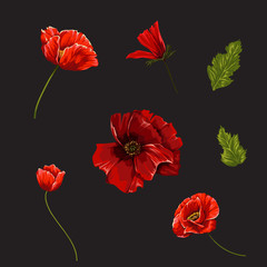 Set with poppies flowers. Vector botanical illustration.