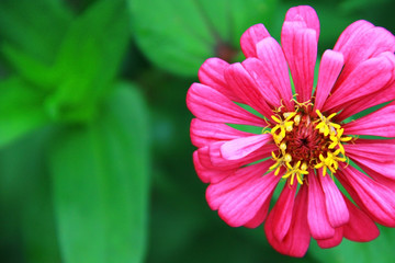 flower in garden