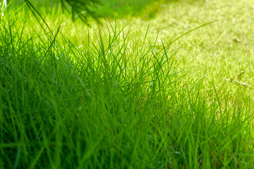 Green grass 