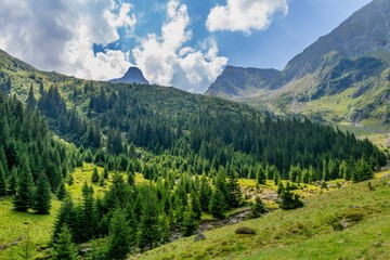 Carpathian mountains covered by green pine forests. Coniferous forest and meadow in early autumn.