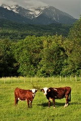Fototapeta na wymiar vaches de montagne