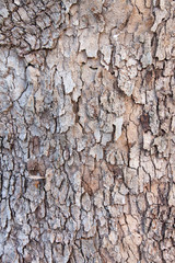 Old tree texture/backround