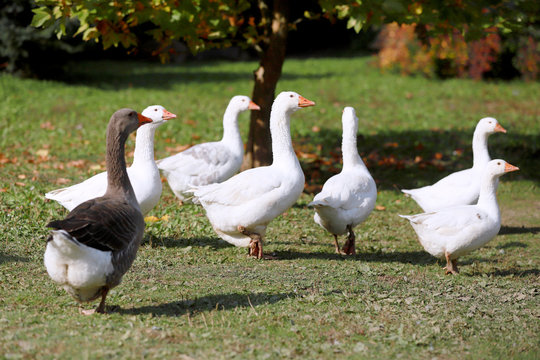 Goose and ducks live peacefully in the poultry farm rural scene