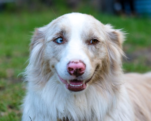 Cachorro com diferente corer nos olhos