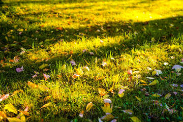 Buntes Herbstlaub auf dem Waldboden