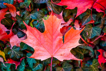 Buntes Herbstlaub auf dem Waldboden
