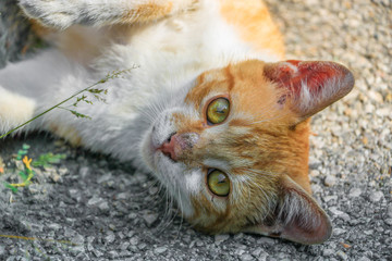 A portrait of a red stray cat