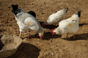 chicken rooster on a farm in a poultry yard