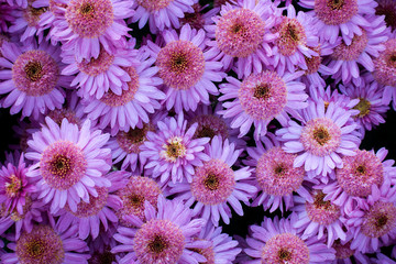 Pink and lilac chrysanthemum flowers. Nature background.