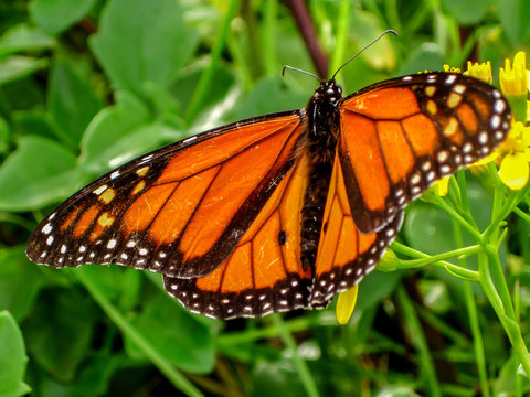 Borboleta-Monarca Images – Browse 32 Stock Photos, Vectors, and Video ...