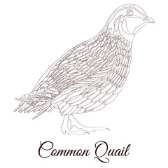 common quail bird coloring