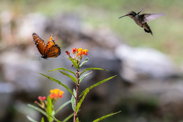 Queen Butterfly and the Hummingbird