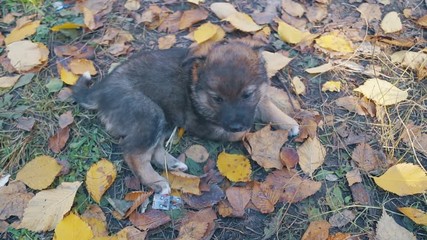 a homeless little puppy without a breed is sad, and the second prevents him from being sad and clings to him to bite